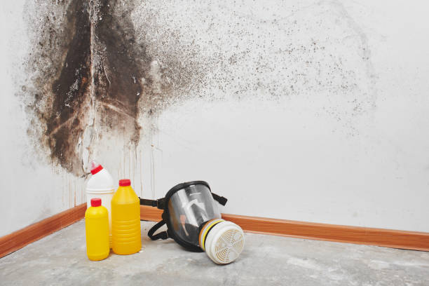Best Same-Day Mold Removal  in Dequincy, LA