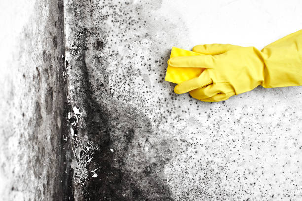 Best Office Mold Removal Services  in Dequincy, LA
