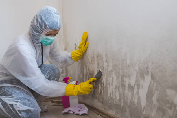 Best Mold Cleaning Services  in Dequincy, LA