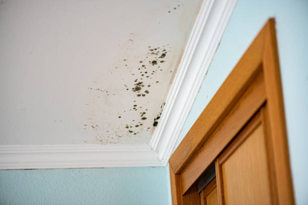 Best Best Mold Removal Companies  in Dequincy, LA
