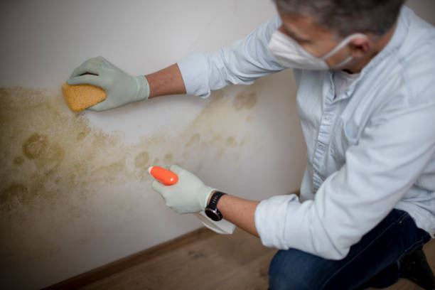 Best Mold Inspection  in Dequincy, LA