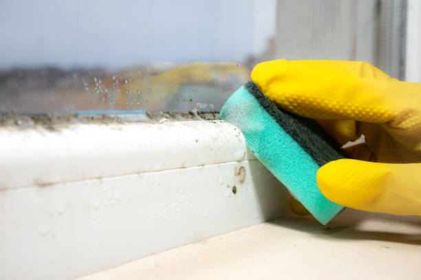 Best Mold Damage Repair  in Dequincy, LA