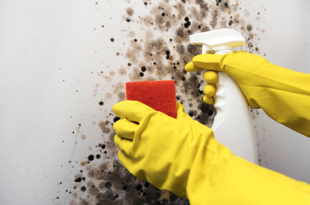 Best Attic Mold Removal  in Dequincy, LA