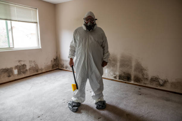 Best Black Mold Removal  in Dequincy, LA