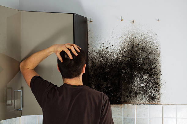 Best Commercial Mold Removal  in Dequincy, LA