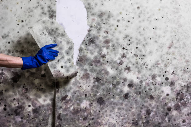 Best Fast Mold Removal  in Dequincy, LA
