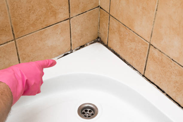 Best Mold Removal and Inspection  in Dequincy, LA