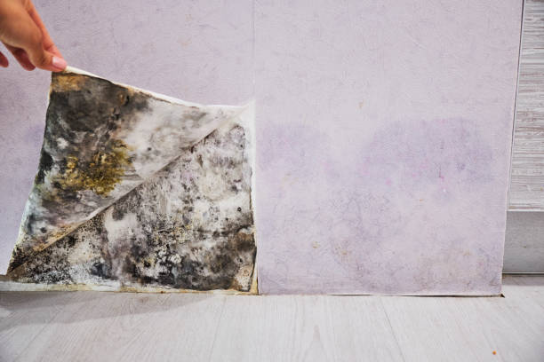 Best Mold Removal Company Near Me  in Dequincy, LA